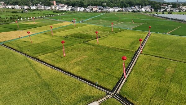 湘東區現代化制種基地，數智賦能讓“贛鄱糧倉”更有底氣！