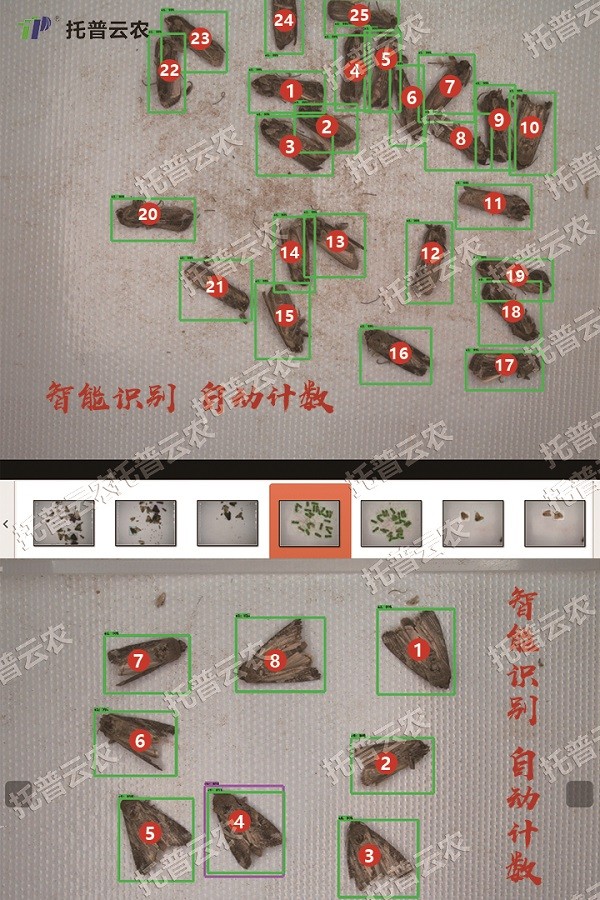 草地貪夜蛾的自動識別和計數(shù)